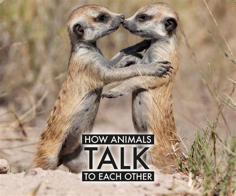 Do animals talk like us?